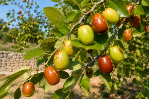 Imatge gínjols